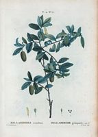Billardière grimpante (Billardiera scandens). Cliquer pour agrandir l'image.