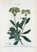 Buplèvre ligneux (Buplevrum fruticosum). Cliquer pour agrandir l'image.