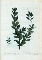 Buis sempervirens (Buxus sempervirens). Cliquer pour agrandir l'image.