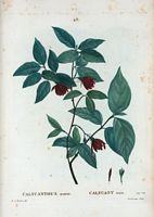 Calycant nain (Calycanthus nanus). Cliquer pour agrandir l'image.