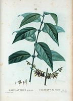 Calycant du Japon (Calycanthus proecox). Cliquer pour agrandir l'image.