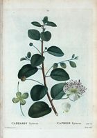 Câprier épineux (Capparis spinosa). Cliquer pour agrandir l'image.