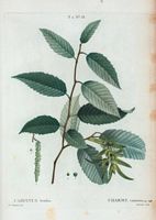 Charme commun (Carpinus betulus). Cliquer pour agrandir l'image.