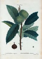 Châtaignier ordinaire (Castanea vulgaris). Cliquer pour agrandir l'image.