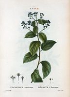 Céanote d'Amérique (Ceanothus americanus). Cliquer pour agrandir l'image.