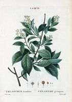 Célastre grimpant (Celastrus scandens). Cliquer pour agrandir l'image.