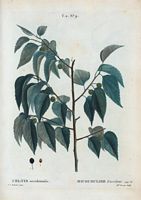 Micocoulier d'occident (Cellis occidentalis). Cliquer pour agrandir l'image.