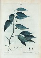 Micocoulier austral (Celtis australis). Cliquer pour agrandir l'image.