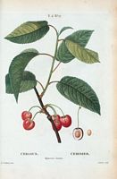 Cerisier bigarreau commun (Cerasus). Cliquer pour agrandir l'image.