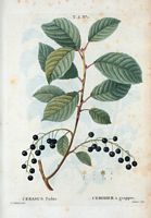 Cerisier à grappes (Cerasus padus). Cliquer pour agrandir l'image.