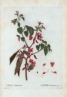 Gainier d'Europe (Cercis siliquastrum). Cliquer pour agrandir l'image.