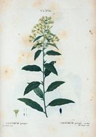 Cestrum parqui (Cestrum parqui). Cliquer pour agrandir l'image.