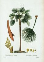Palmiste éventail (Chamærops humilis). Cliquer pour agrandir l'image.