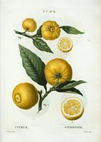 Citronier (Citrus). Cliquer pour agrandir l'image.