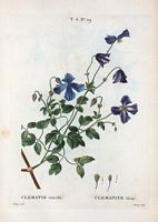 Clématite bleue (Clematis viticella). Cliquer pour agrandir l'image.