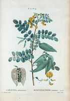 Baguenaudier commun (Colutea arborescens). Cliquer pour agrandir l'image.