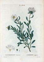 Liseron argenté (Convolvulus cneorum). Cliquer pour agrandir l'image.