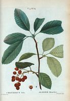 Alisier Allouchier (Cratægus aria). Cliquer pour agrandir l'image.