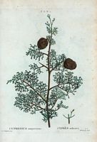 Cyprès ordinaire (Cupressus sempervirens). Cliquer pour agrandir l'image.