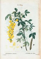 Cytise des Alpes (Cytisus laburnum). Cliquer pour agrandir l'image.