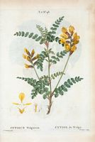 Cytise du Wolga (Cytisus wolgaricus). Cliquer pour agrandir l'image.
