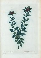 Daphné des Collines (Daphne collina). Cliquer pour agrandir l'image.