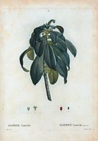 Daphné Lauréole (Daphne Laureola). Cliquer pour agrandir l'image.