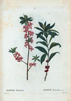 Daphné mezereum (Daphne mezereum). Cliquer pour agrandir l'image.