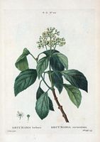 Decumaria sarmenteux (Decumaria barbara). Cliquer pour agrandir l'image.