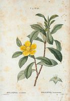 Dillénia sarmenteux (Dillenia scandens). Cliquer pour agrandir l'image.