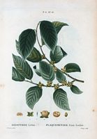 Plaqueminier faux-lotier (Diospyros lotus). Cliquer pour agrandir l'image.