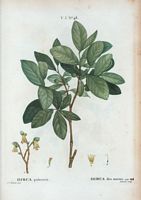 Dirca des marais (Dirca palustris). Cliquer pour agrandir l'image.