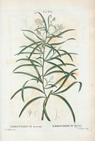 Embothrium soyeux (Embothrium sericeum). Cliquer pour agrandir l'image.