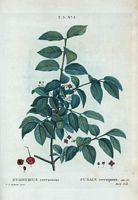 Fusain verruqueux (Evonymus verrucosus). Cliquer pour agrandir l'image.