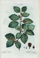 Hêtre des bois (Fagus silvatica). Cliquer pour agrandir l'image.
