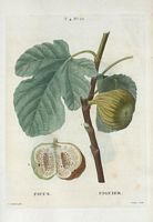 Figuier de Marseille (Ficus). Cliquer pour agrandir l'image.