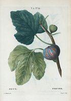 Figuier (Ficus). Cliquer pour agrandir l'image.