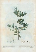 Fontanésia philliréoïde (Fontanesia philiræoides). Cliquer pour agrandir l'image.