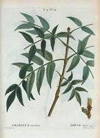 Frêne élevé (Fraxinus excelsior). Cliquer pour agrandir l'image.