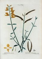 Genest d'Espagne (Genista juncea). Cliquer pour agrandir l'image.