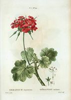 Géranium tachant (Geranium inquinans). Cliquer pour agrandir l'image.