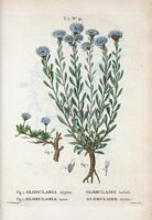 Globulaire turbith (Globularia alypum). Cliquer pour agrandir l'image.