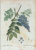 Glycine arbrisseau (Glycine frutescens). Cliquer pour agrandir l'image.
