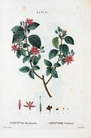Greuvier occidental (Grewia occidentalis). Cliquer pour agrandir l'image.
