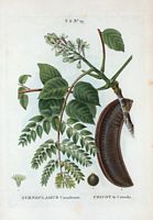 Chicot de Canada (Gymnocladus canadensis). Cliquer pour agrandir l'image.