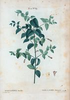 Halléria luisante (Halleria lucida). Cliquer pour agrandir l'image.