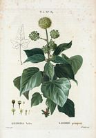 Lierre grimpant (Hedera helix). Cliquer pour agrandir l'image.