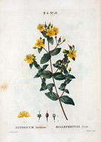 Millepertuis fétide (Hipericum hircinum). Cliquer pour agrandir l'image.
