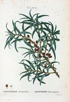 Argousier faux-nerprun (Hippophaë rhamnoïdes). Cliquer pour agrandir l'image.