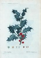 Houx Commun (Ilex aquifolium). Cliquer pour agrandir l'image.